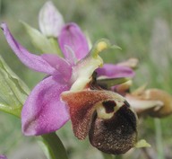 Ophrys heldreichii