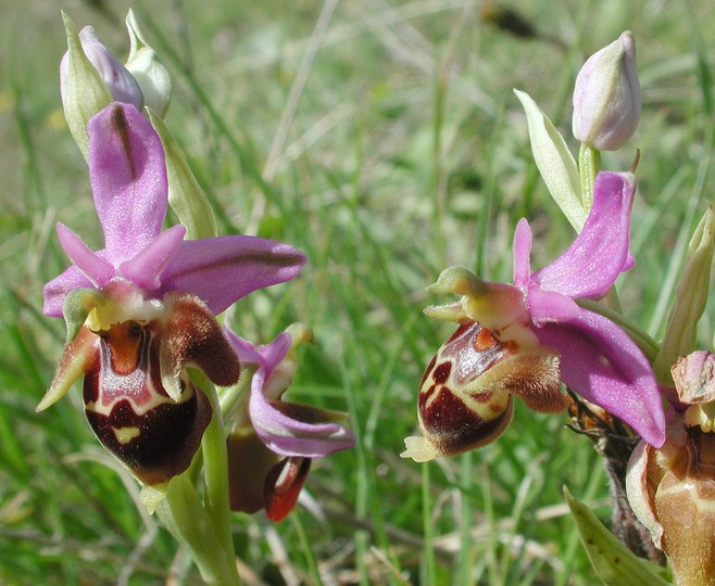 Ophrys heldreichii