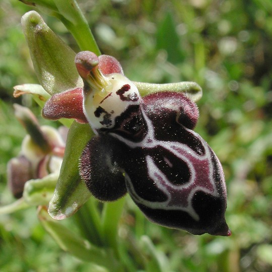 Ophrys cretica