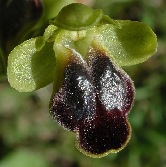 Ophrys funerea