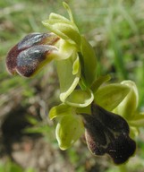 Ophrys funerea