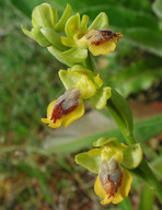 Ophrys sicula