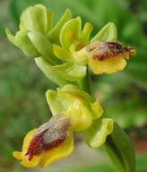 Ophrys sicula