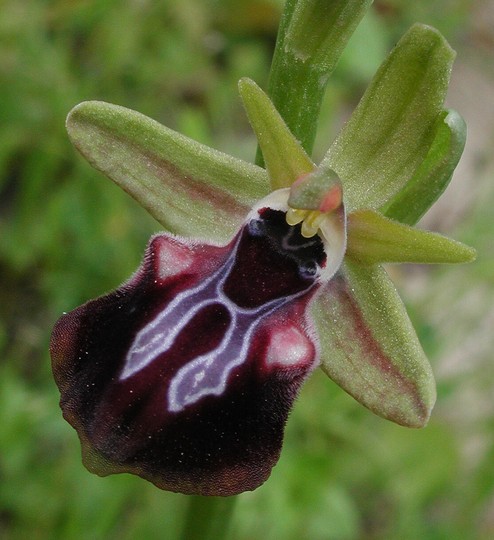 Ophrys doerfleri