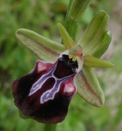 Ophrys mammosa