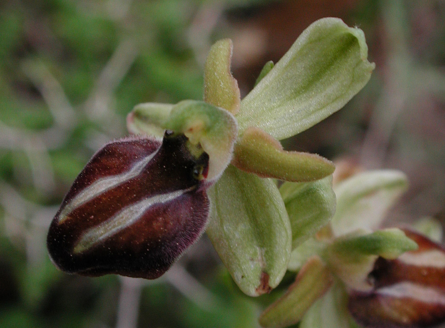 Ophrys cretensis?