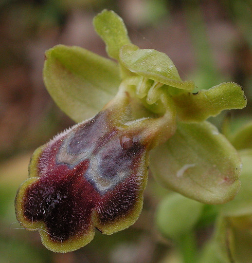 Ophrys funerea