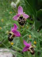 Ophrys heldreichii