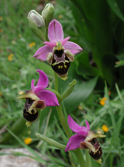 Ophrys heldreichii