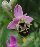 Ophrys heldreichii