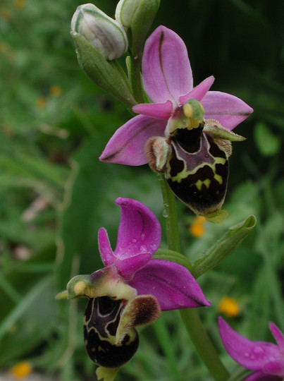 Ophrys heldreichii