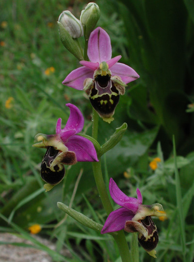 Ophrys heldreichii