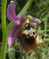 Ophrys episcopalis