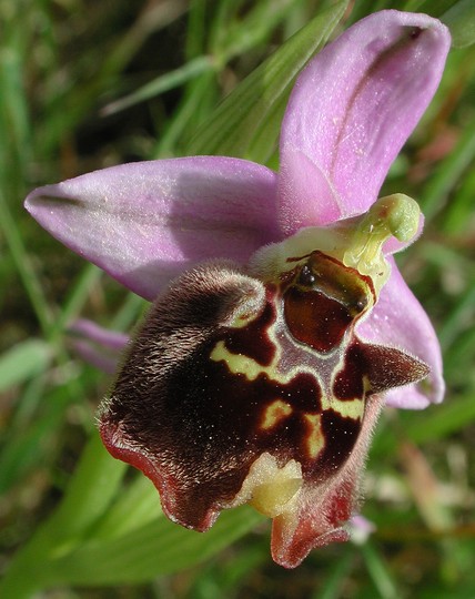 Ophrys episcopalis