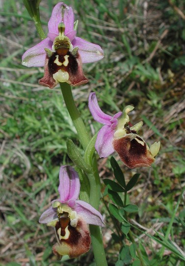 Ophrys episcopalis