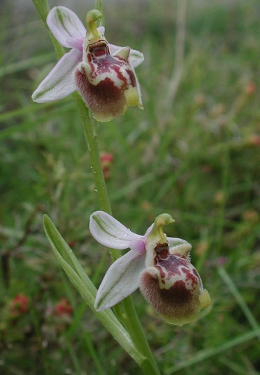 Ophrys candica