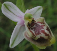 Ophrys candica