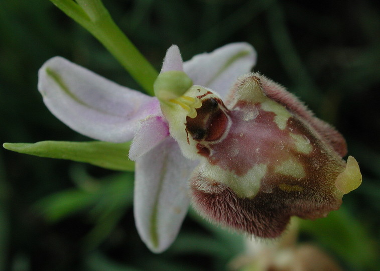 Ophrys candica