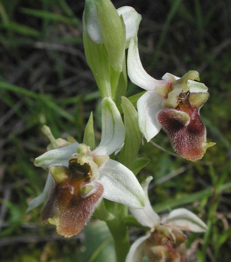 Ophrys levantina