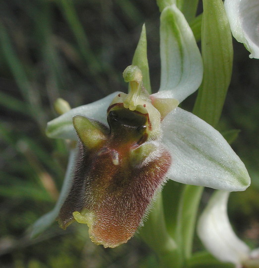 Ophrys levantina