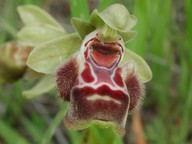 Ophrys flavomarginata