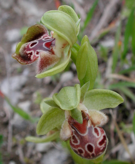 Ophrys umbilicata