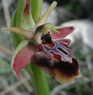 Ophrys aesculapiiformis