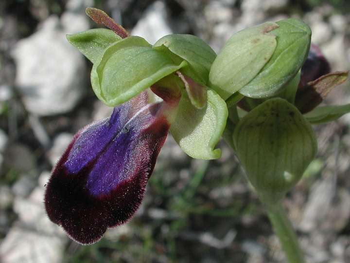 Ophrys iricolor