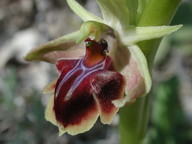 Ophrys aesculapiiformis