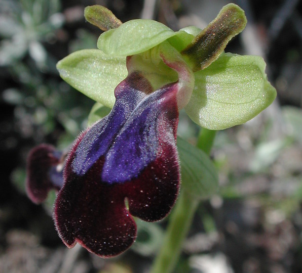 Ophrys iricolor