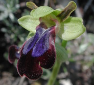 Ophrys iricolor