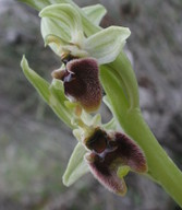 Ophrys levantina