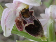 Ophrys lapethica