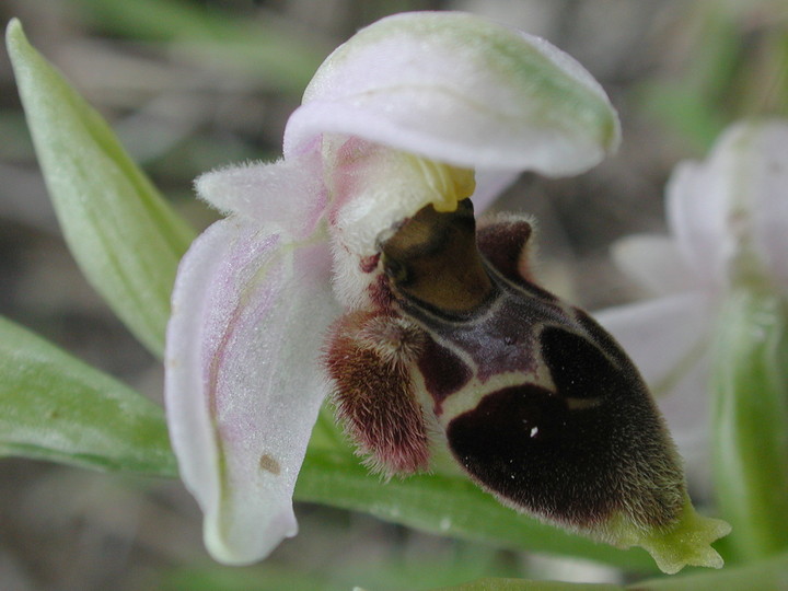 Ophrys lapethica