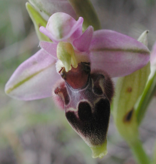 Ophrys lapethica