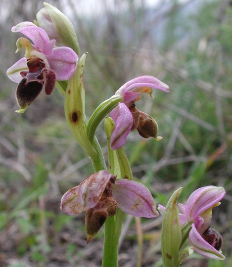 Ophrys lapethica