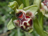 Ophrys rhodia?