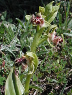 Ophrys rhodia?