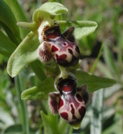 Ophrys rhodia?