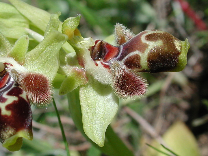 Ophrys flavomarginata