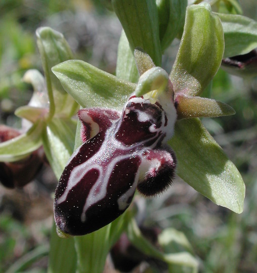 Ophrys kotschyi