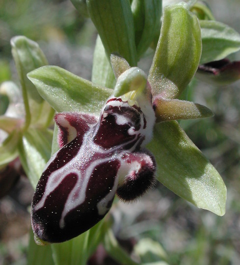 Ophrys kotschyi