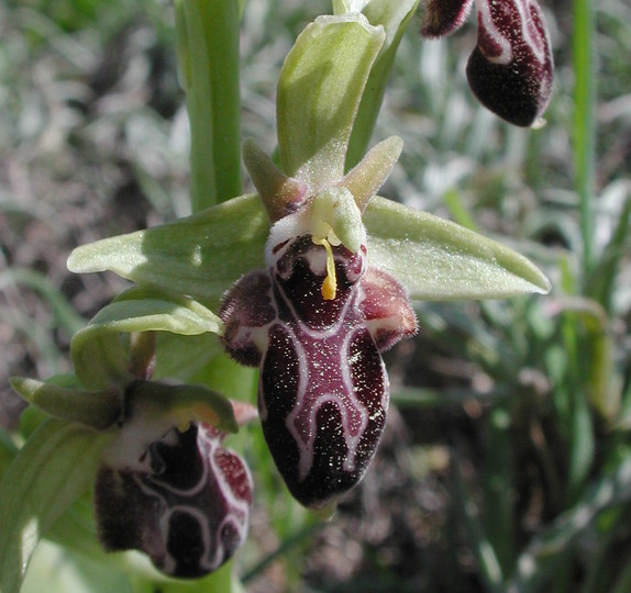 Ophrys kotschyi