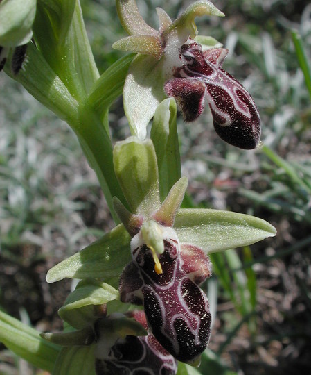 Ophrys kotschyi