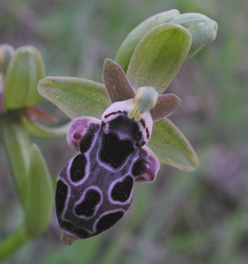 Ophrys kotschyi