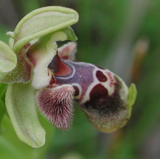 Ophrys flavomarginata