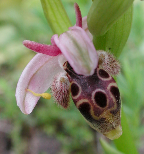 Ophrys umbilicata?