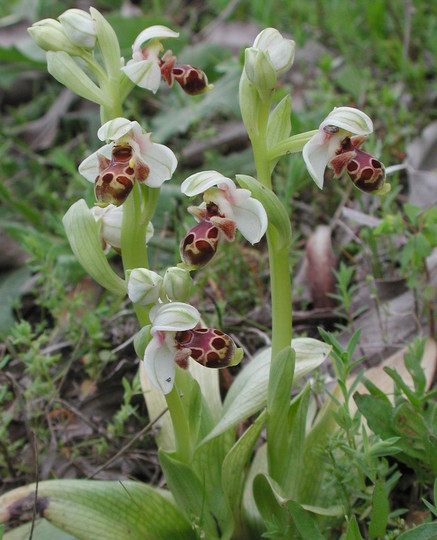 Ophrys umbilicata