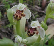 Ophrys umbilicata