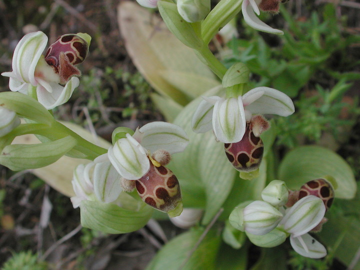 Ophrys umbilicata